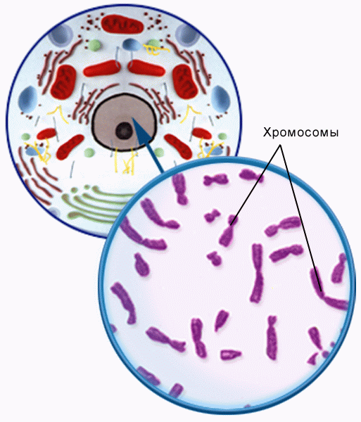 Цитогенетический метод картинки